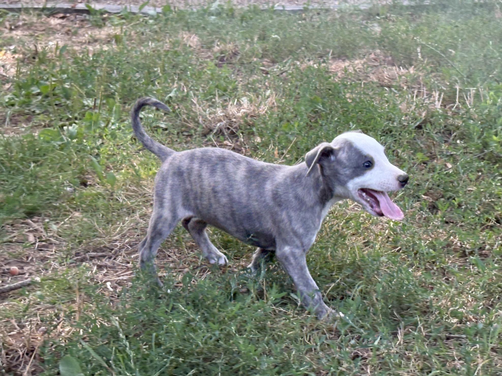 chiot disponible