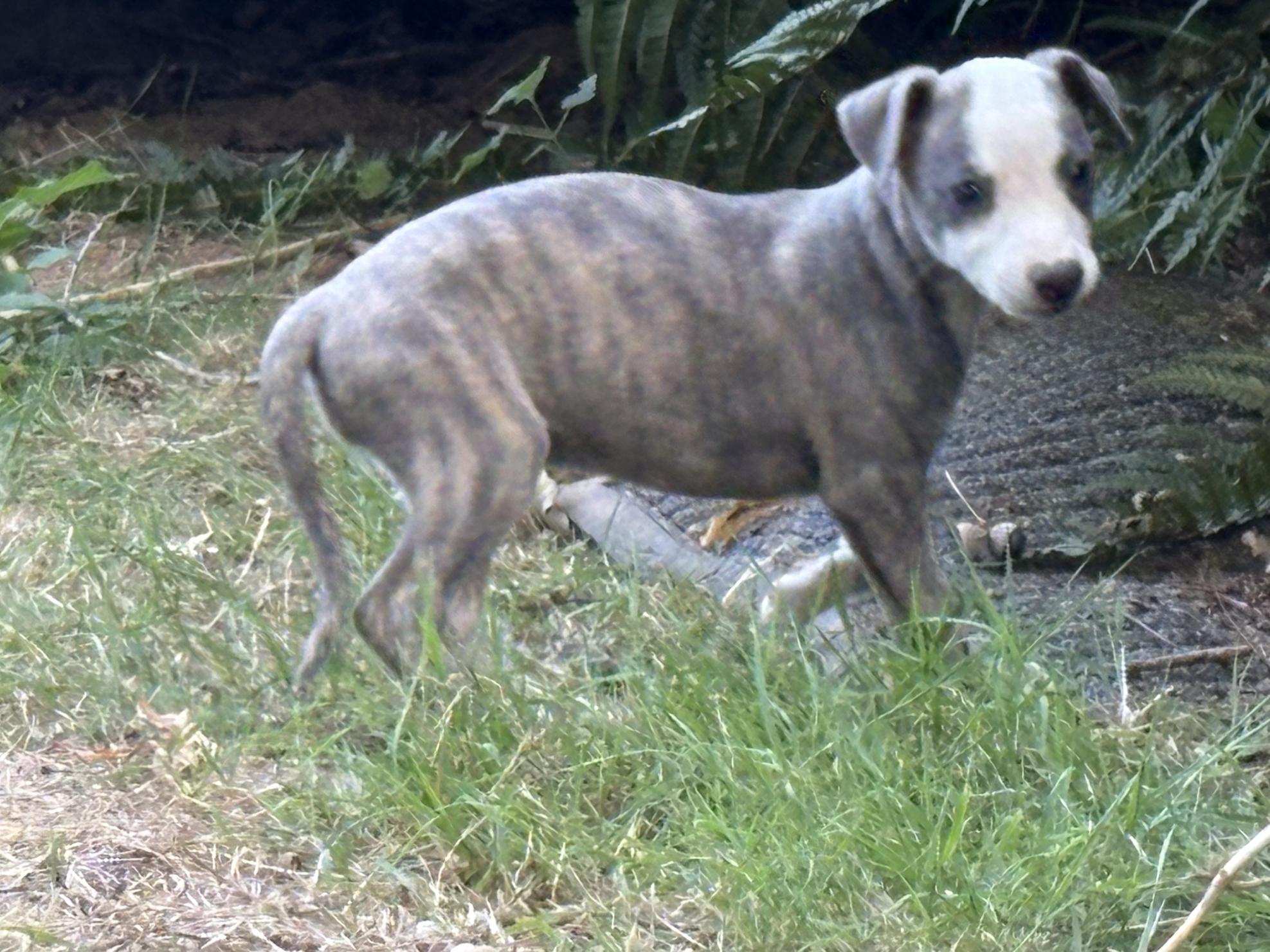 chiot disponible