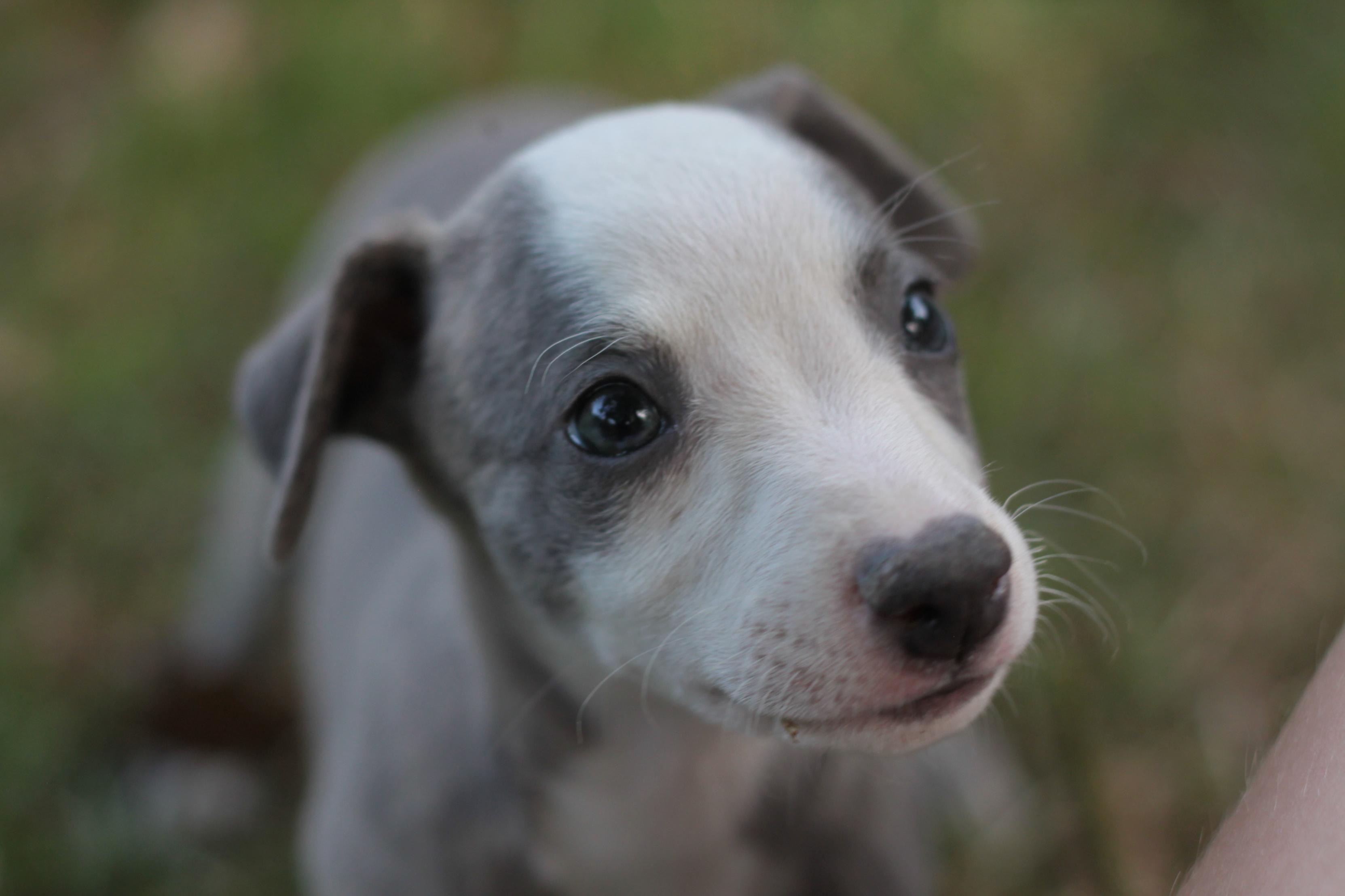 chiot disponible