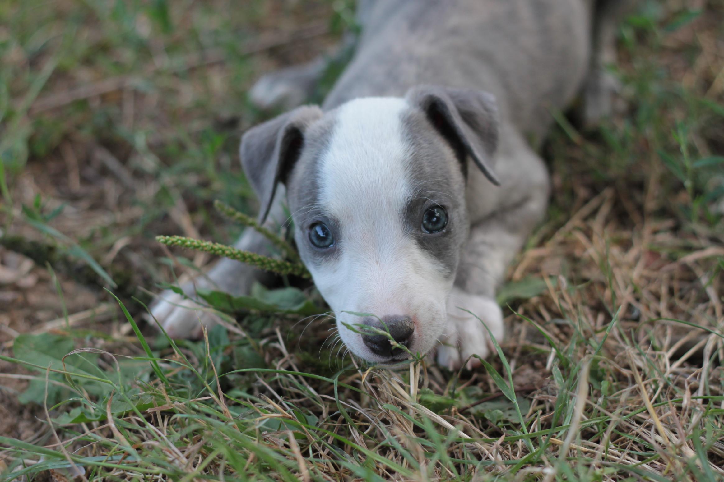 chiot disponible