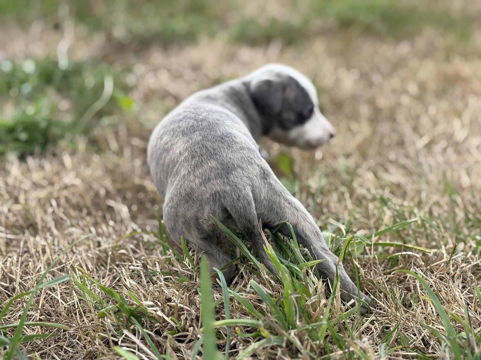 chiot disponible