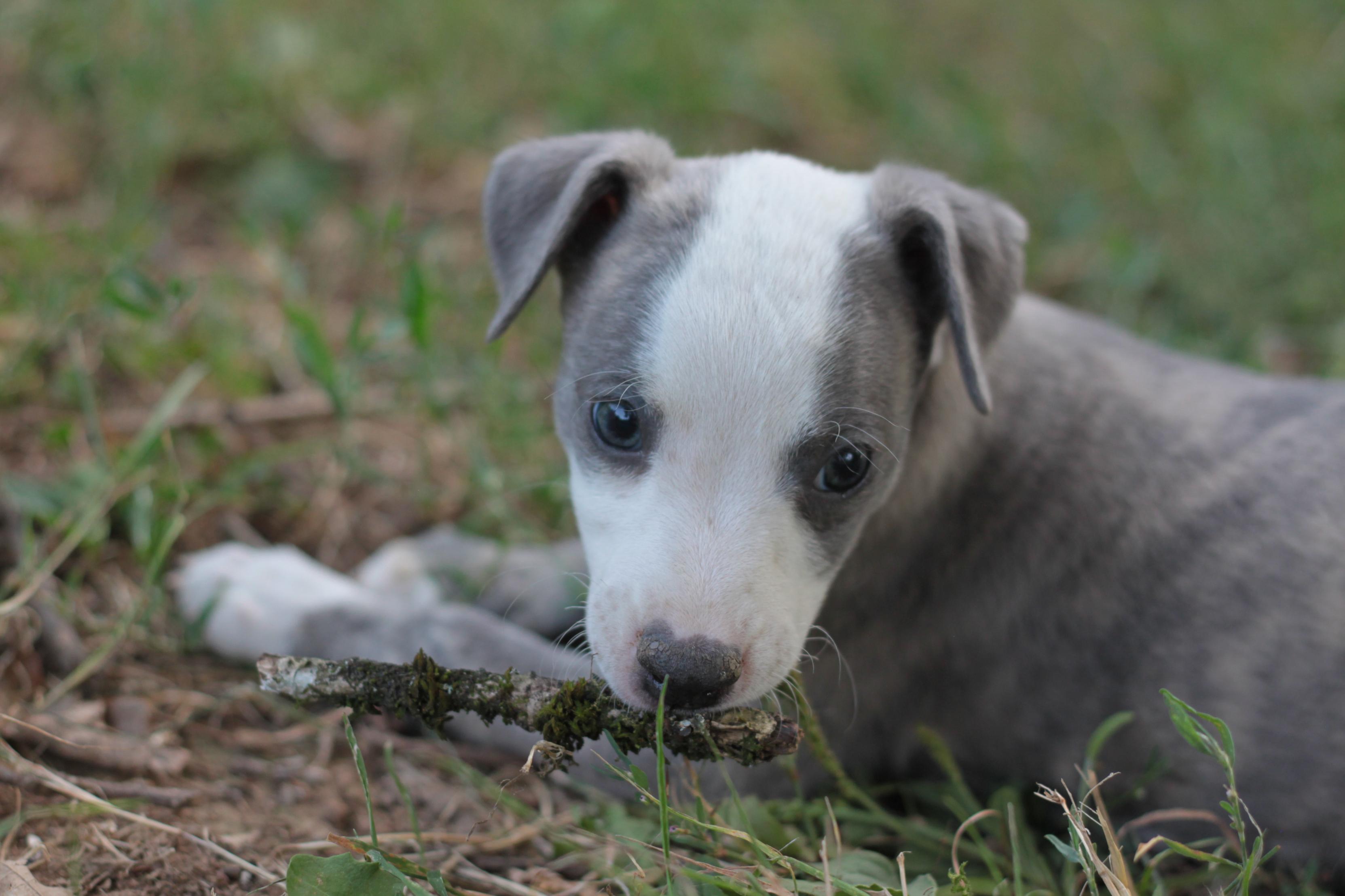 chiot disponible