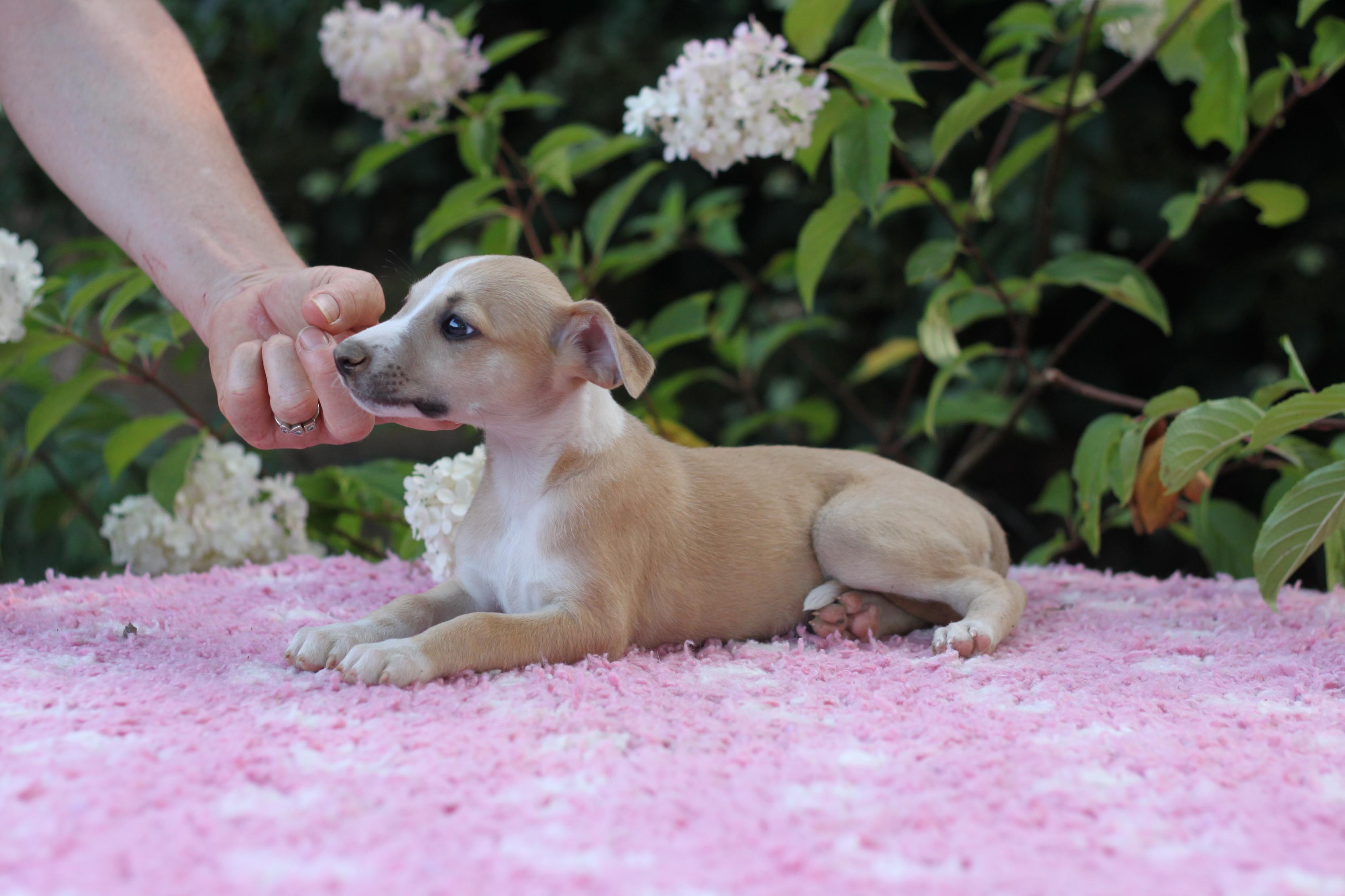 chiot disponible