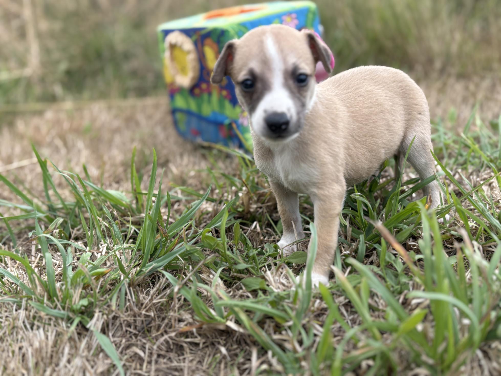 chiot disponible