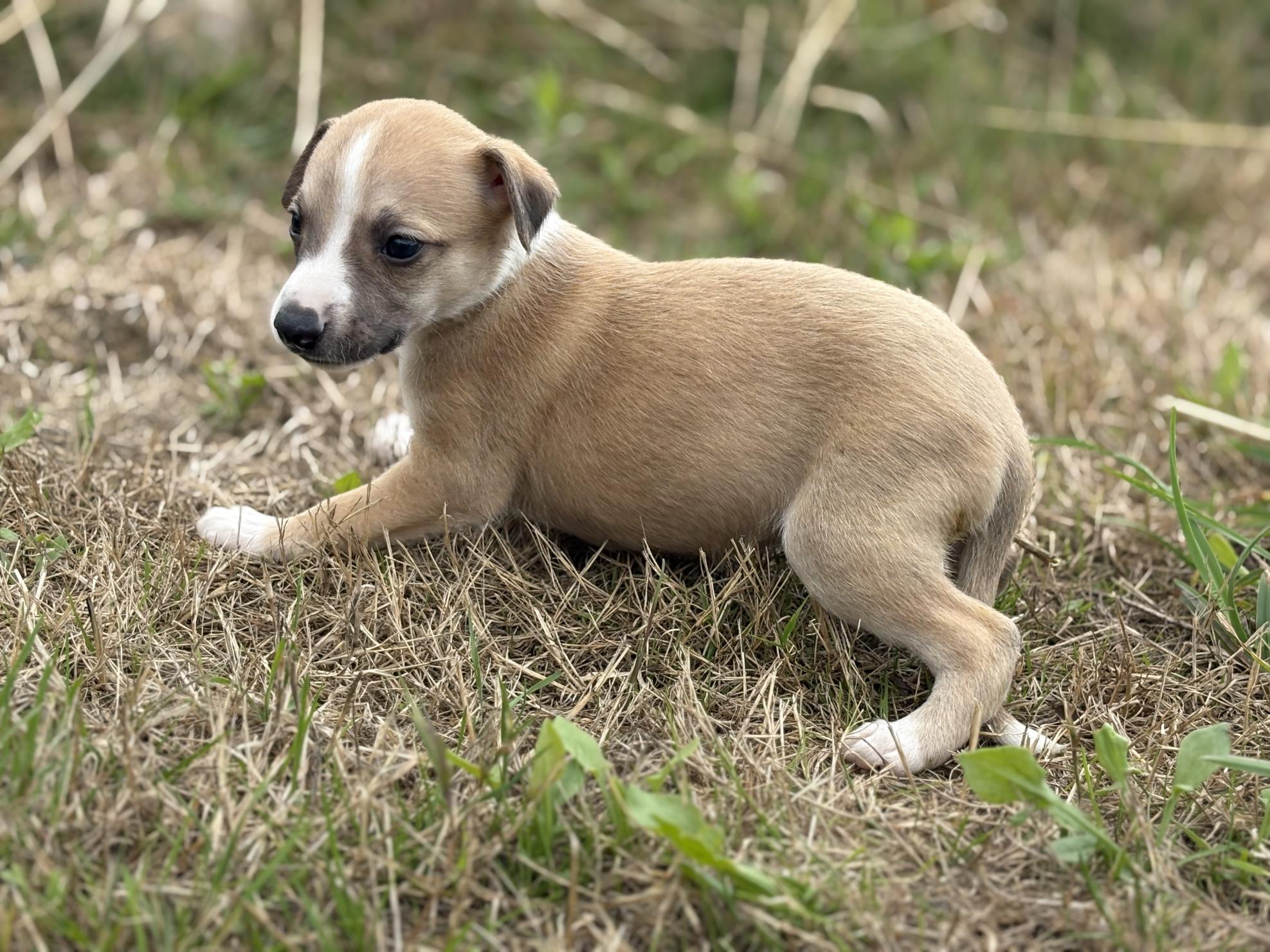 chiot disponible