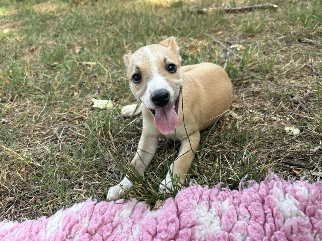 chiot disponible
