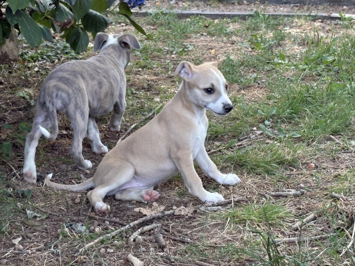 chiot disponible