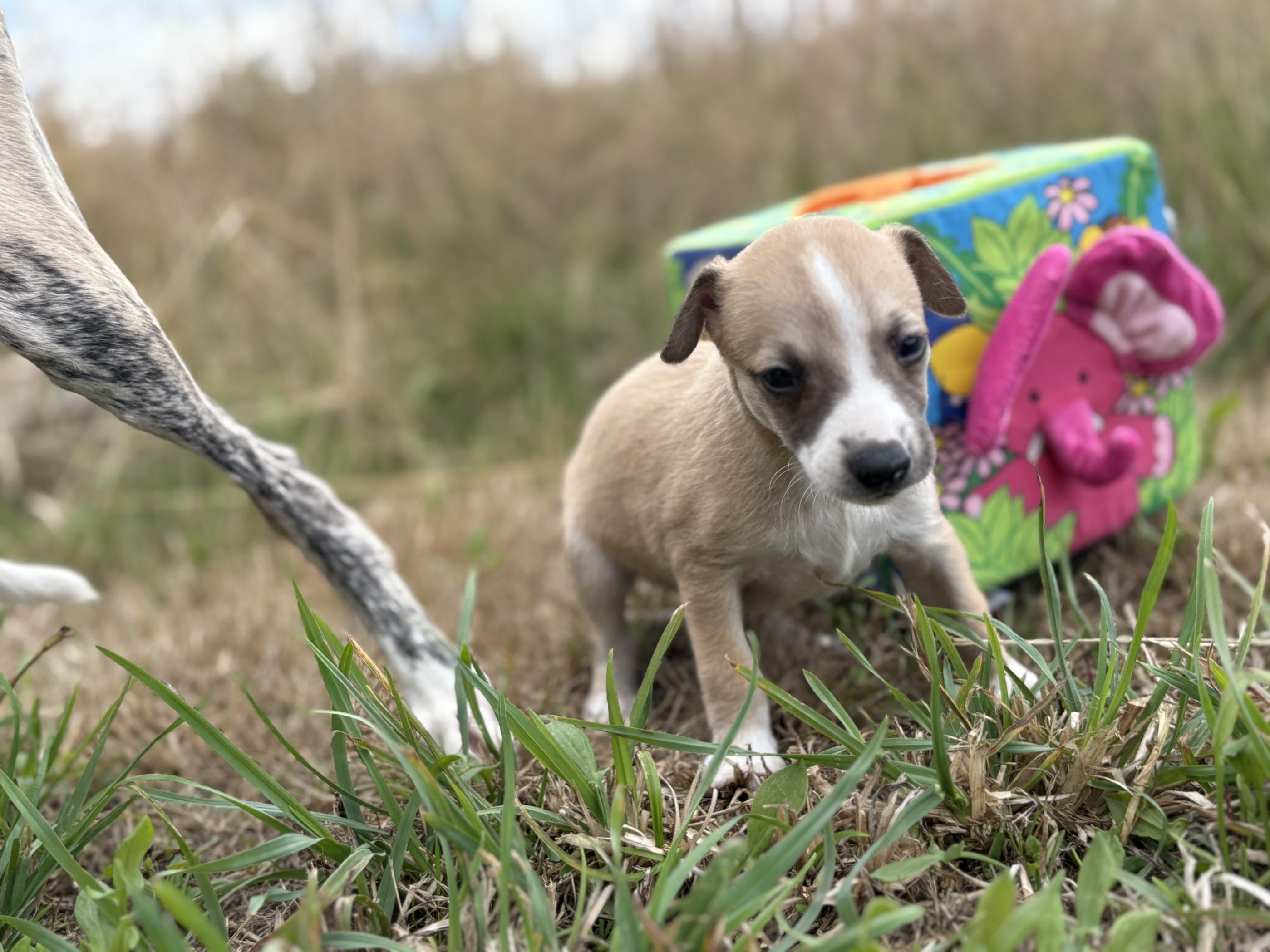 chiot disponible
