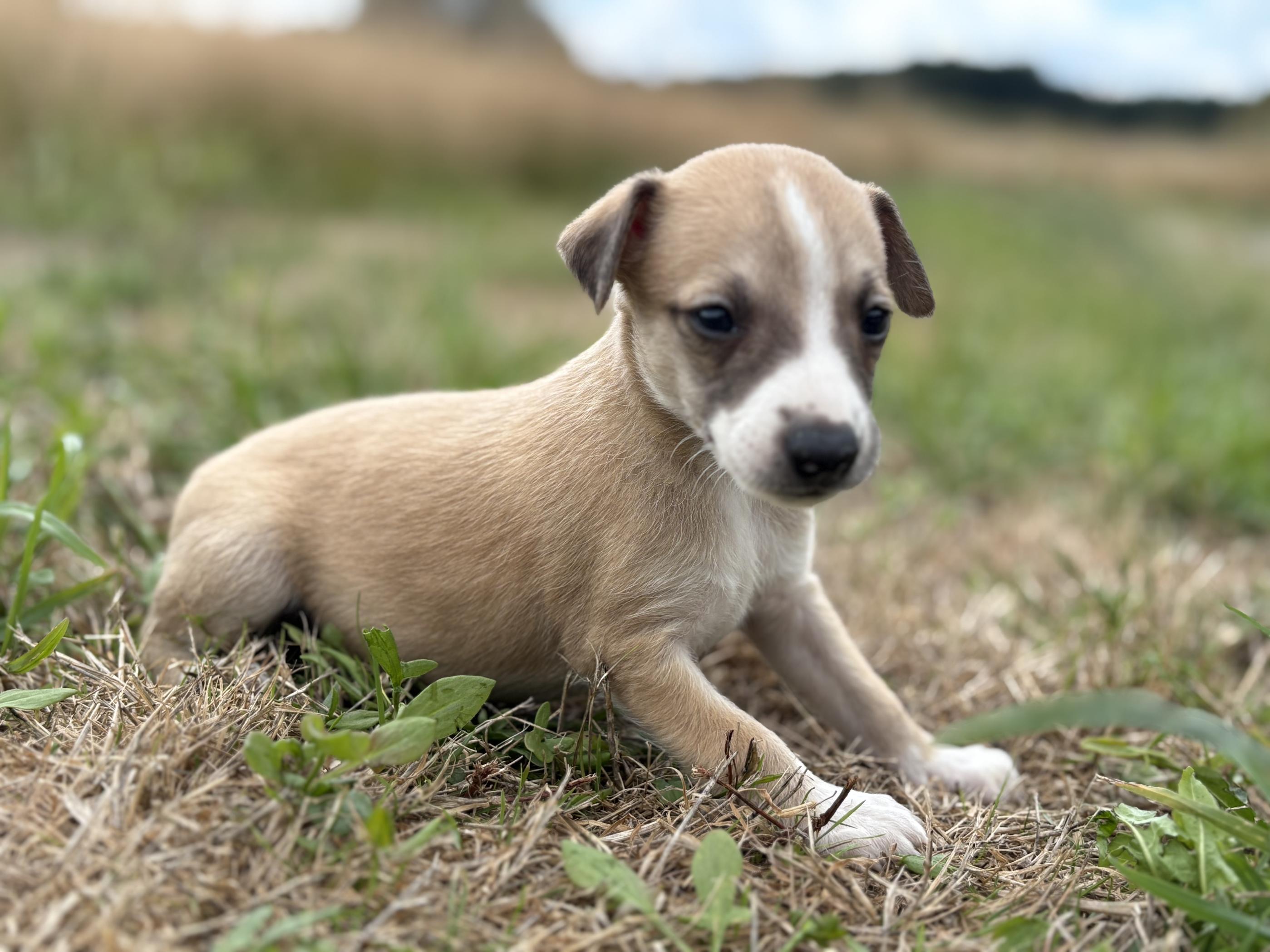 chiot disponible