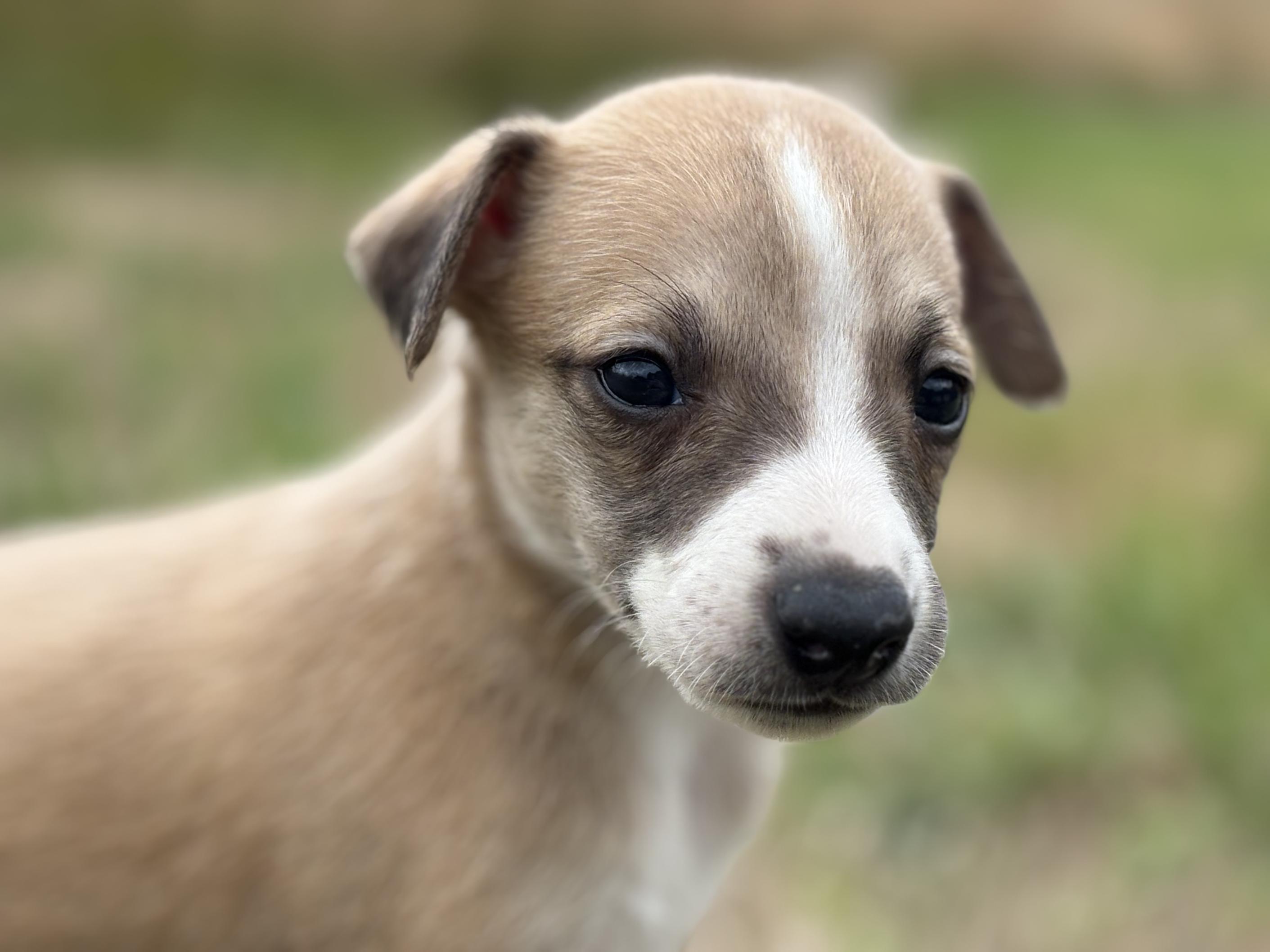 chiot disponible