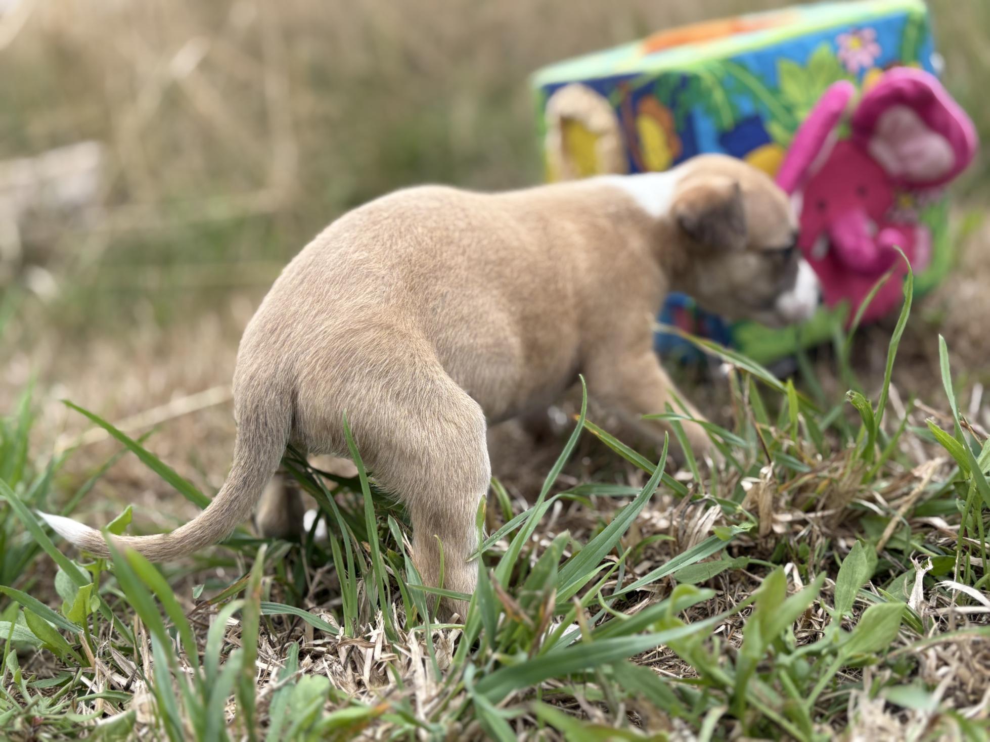 chiot disponible