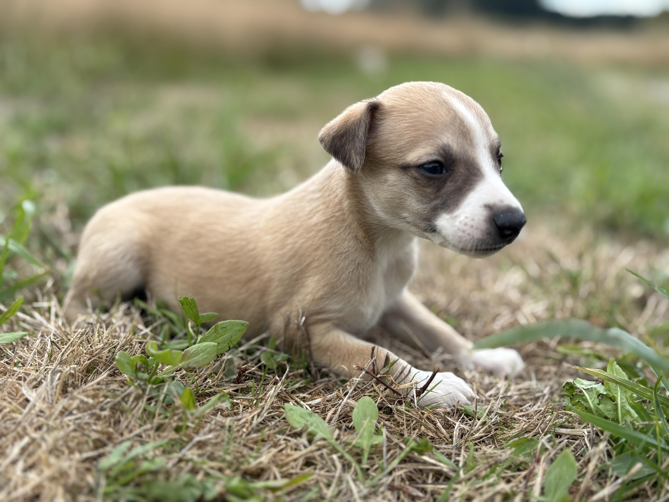chiot disponible