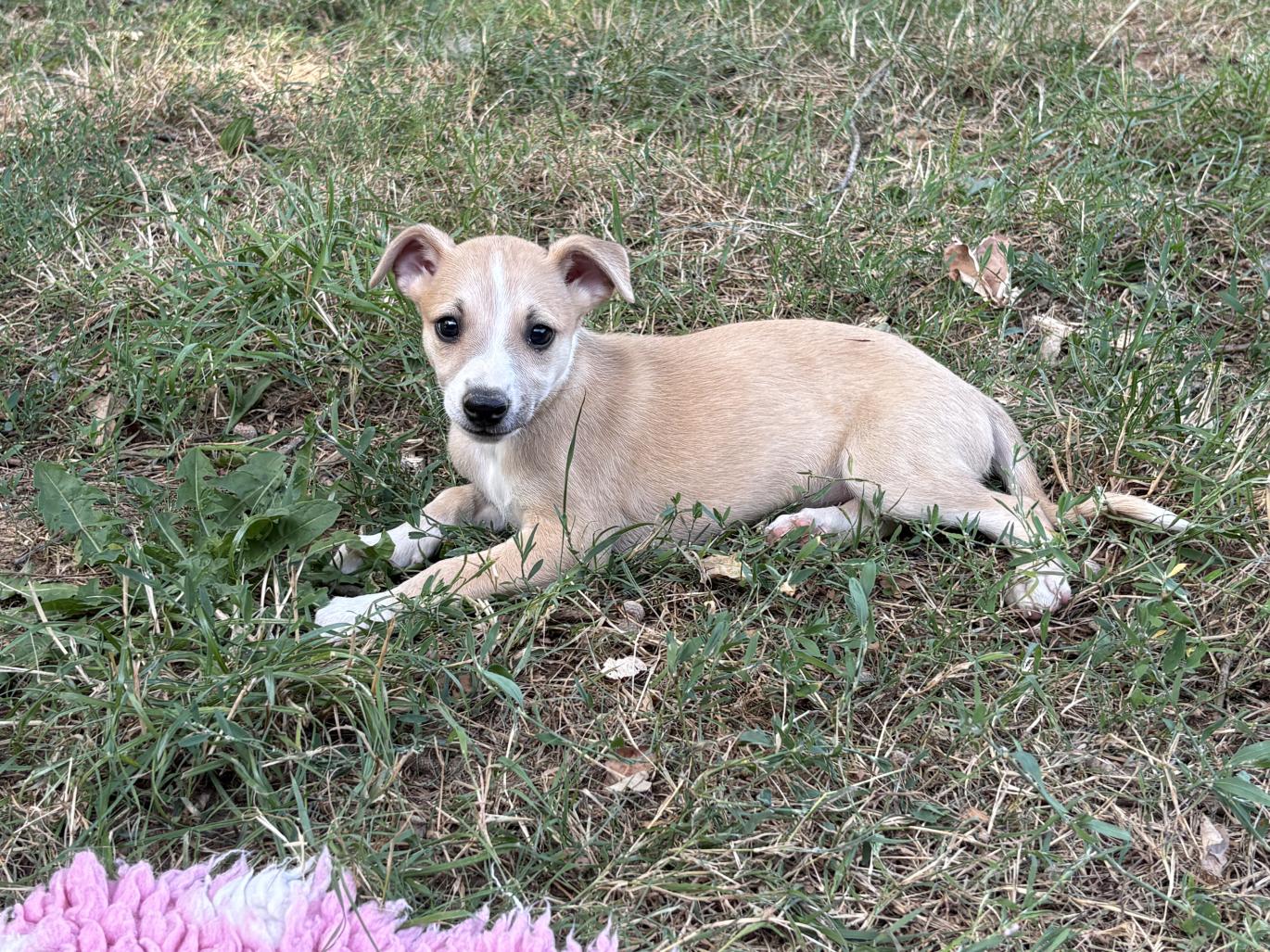 chiot disponible