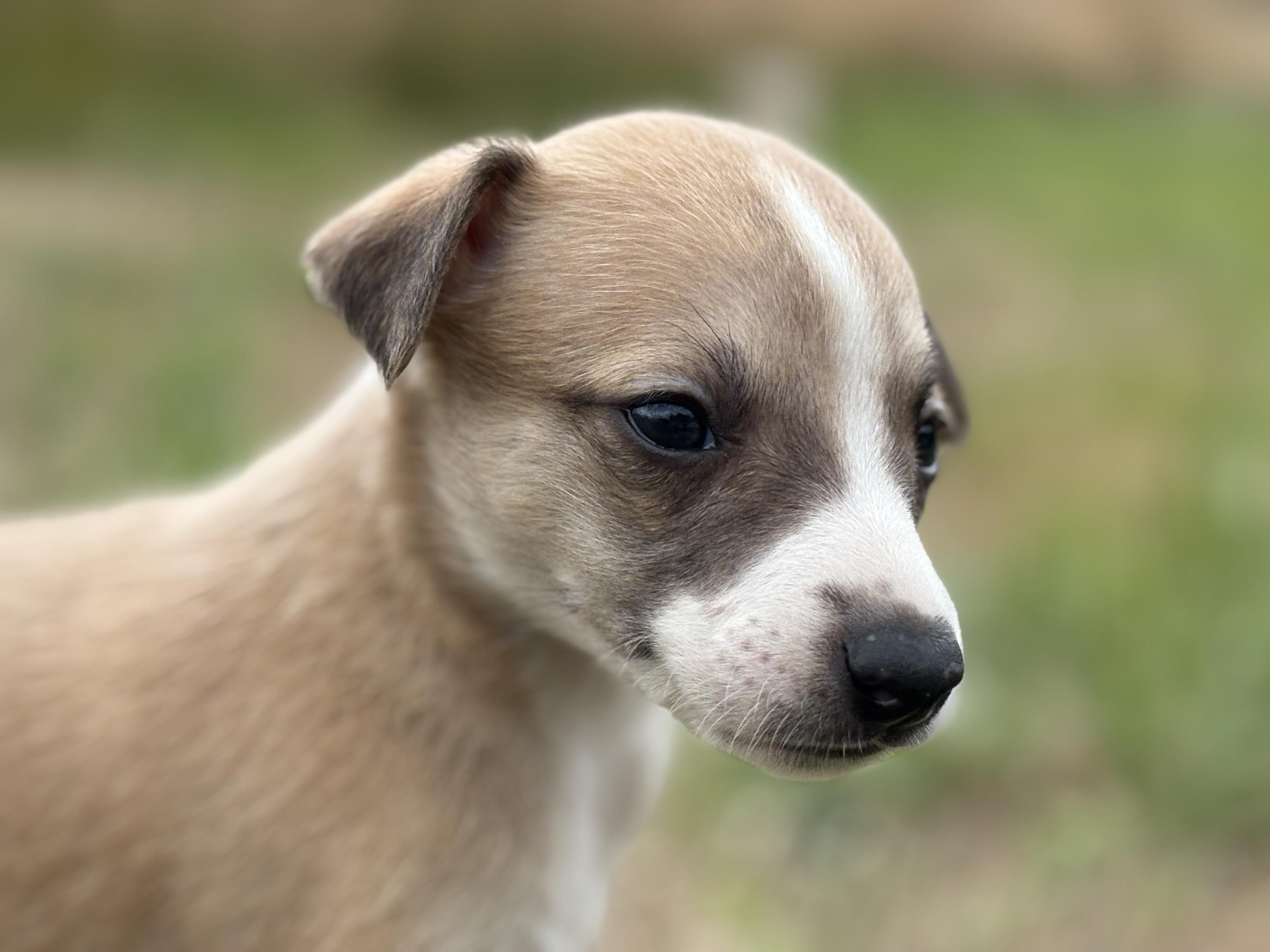 chiot disponible