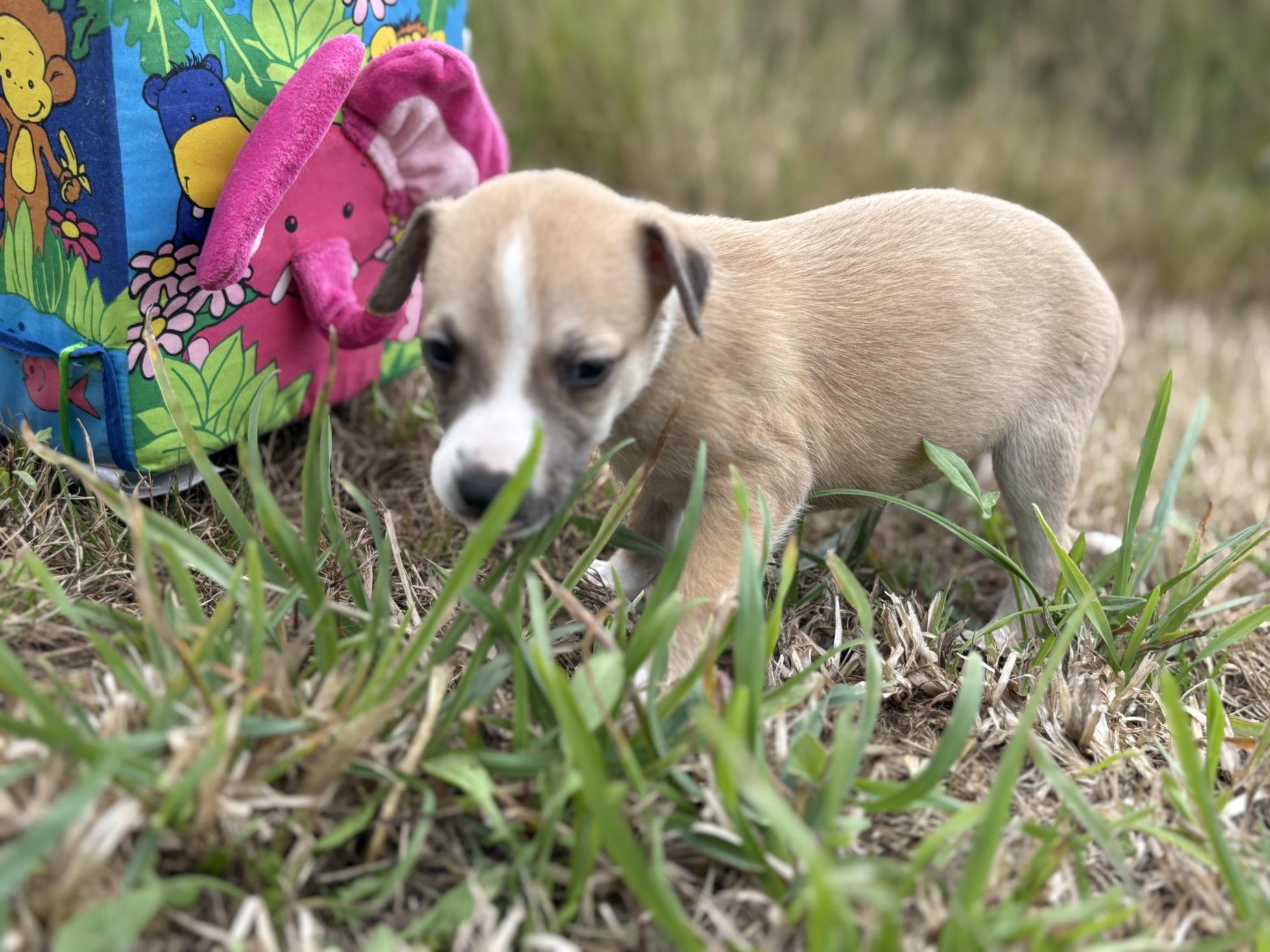 chiot disponible