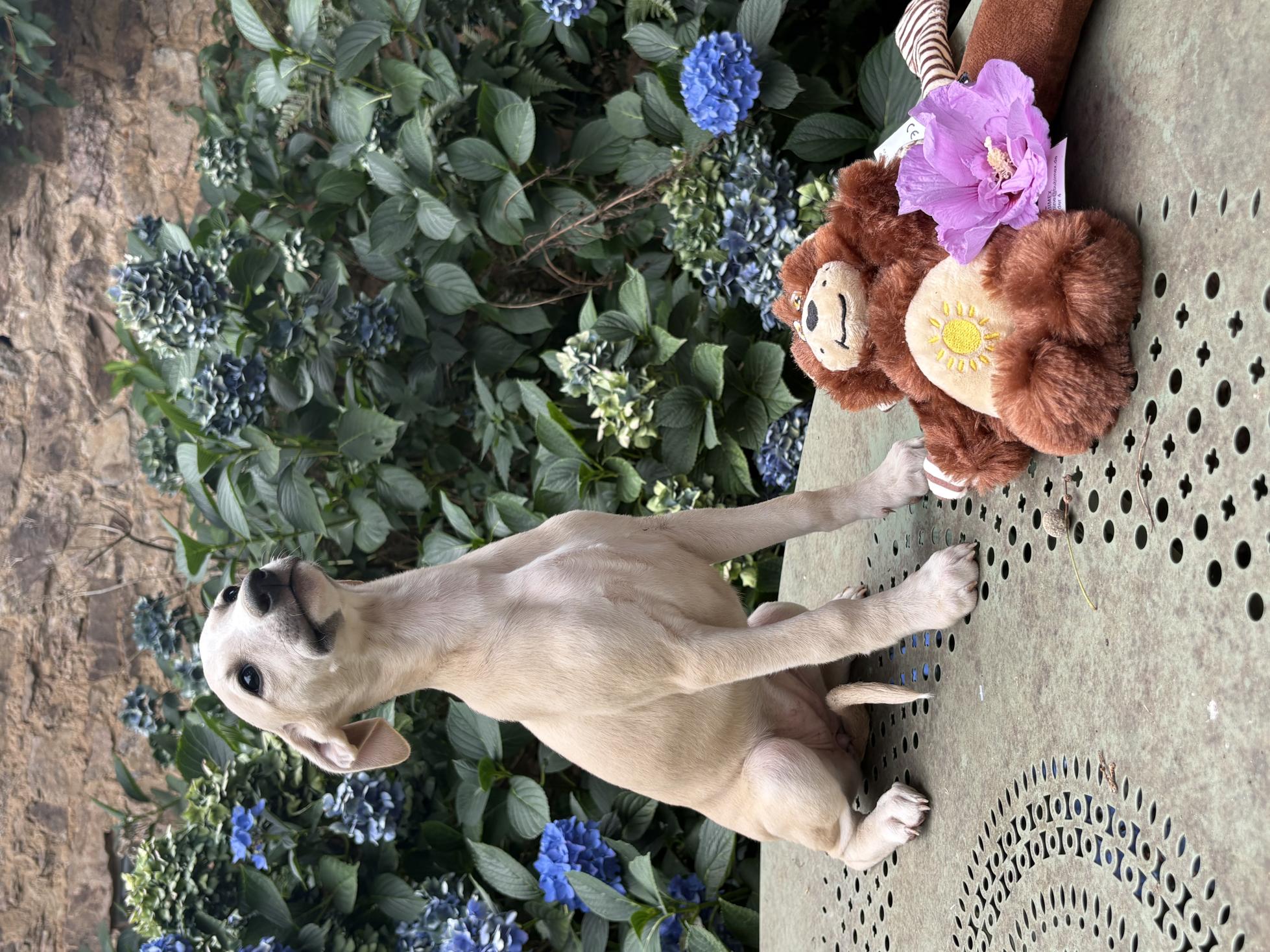 Chiot Whippet Disponible