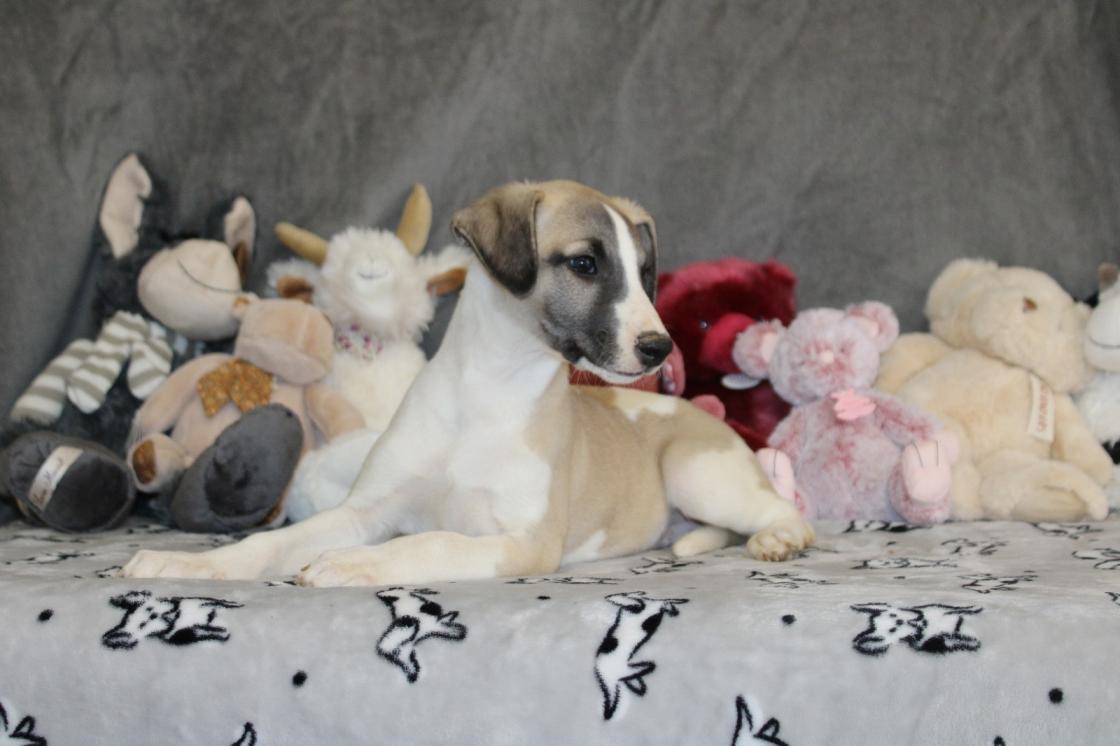 chiot disponible