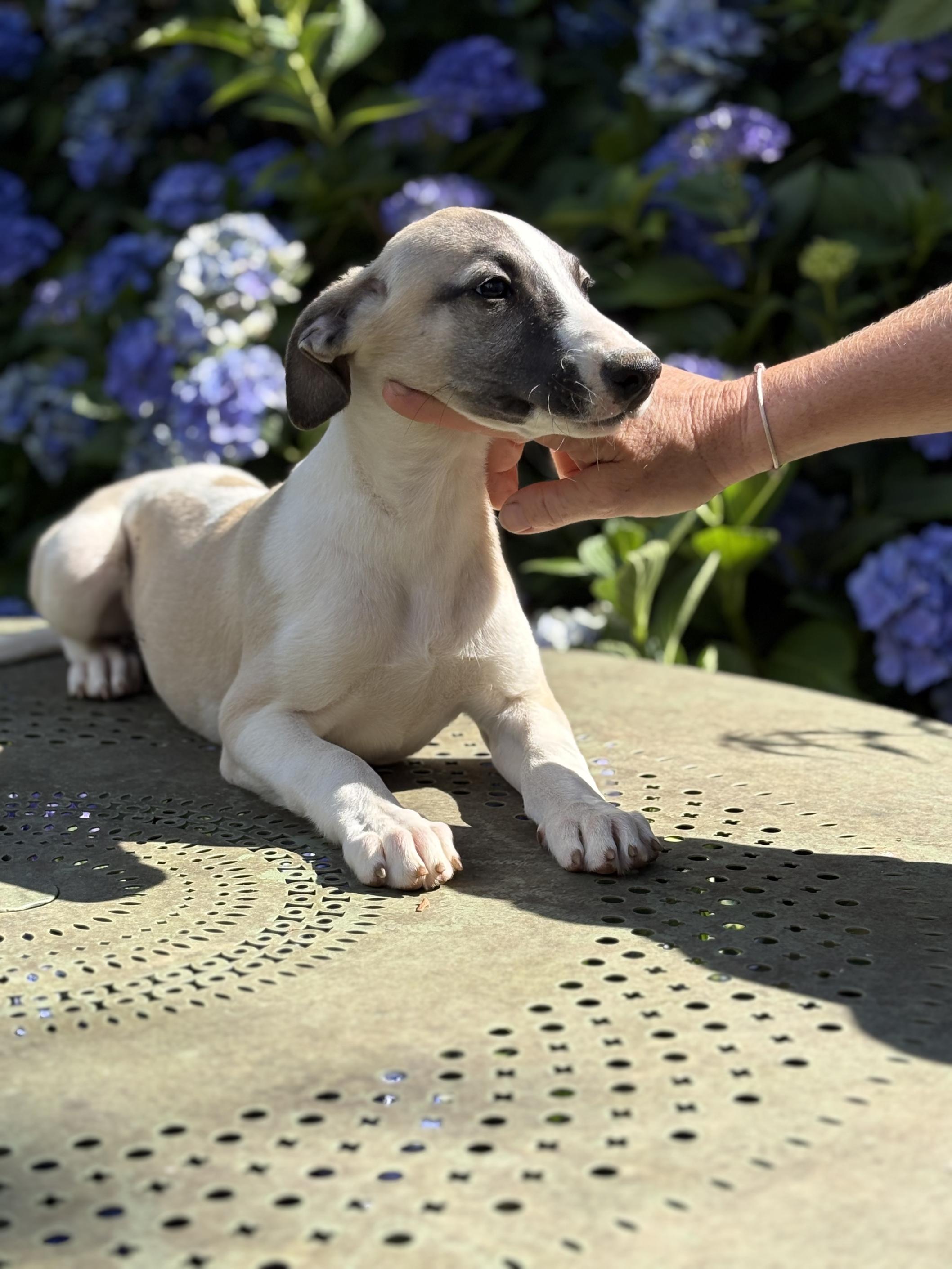 chiot disponible