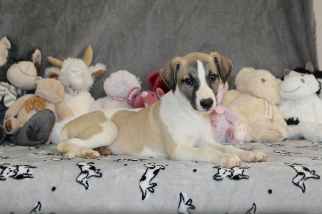 chiot disponible