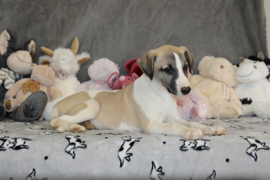 chiot disponible