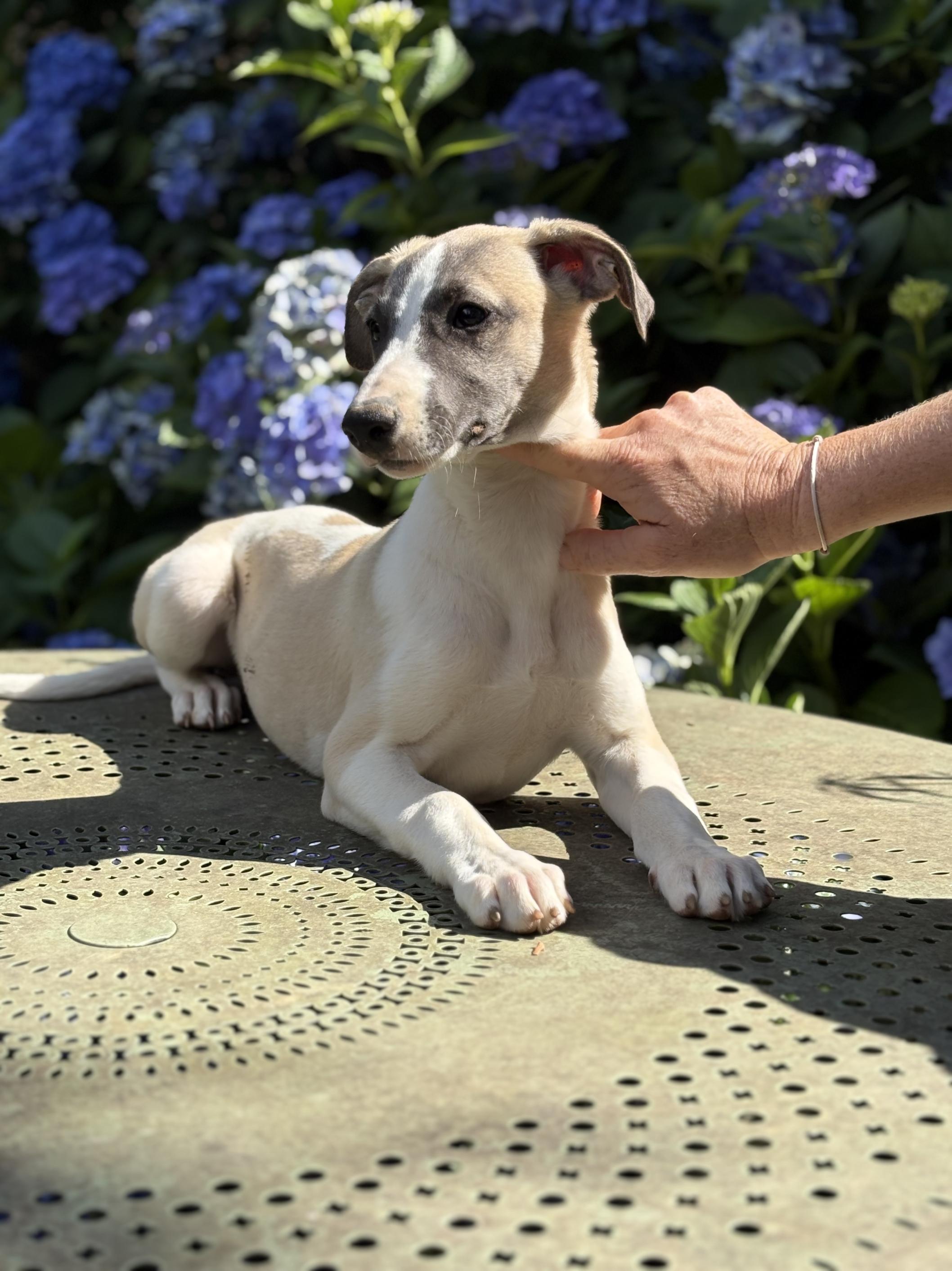 chiot disponible
