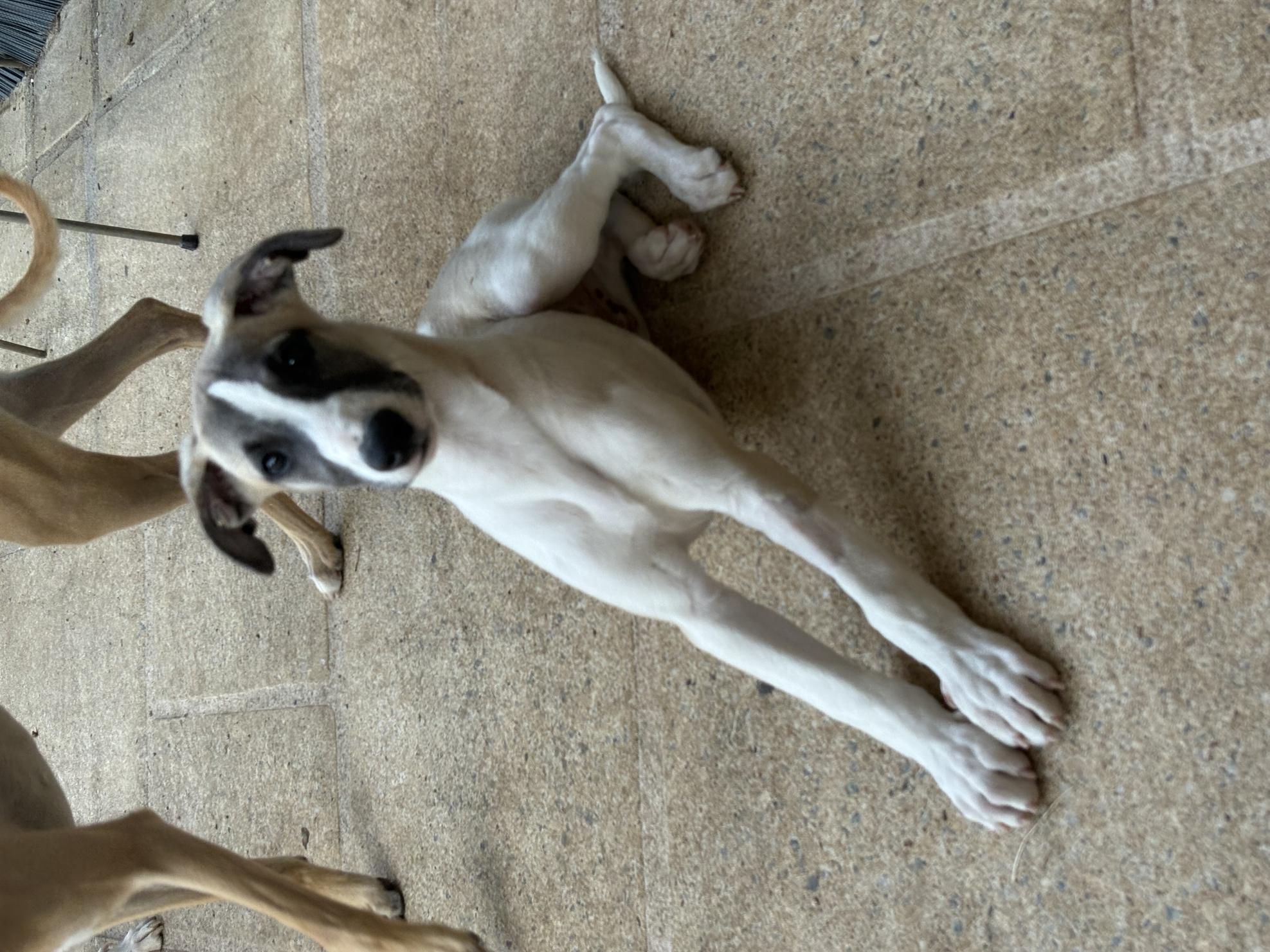 chiot disponible