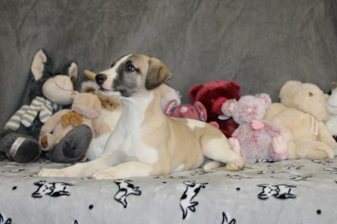 chiot disponible