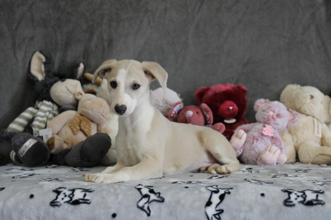 chiot disponible