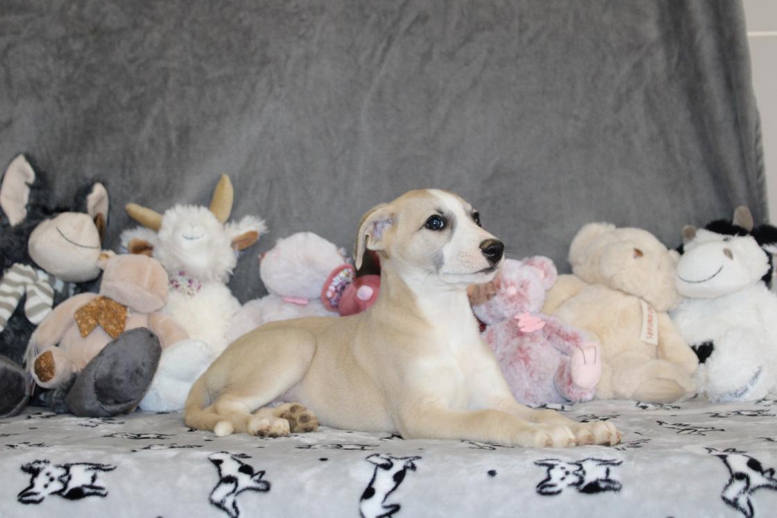 chiot disponible