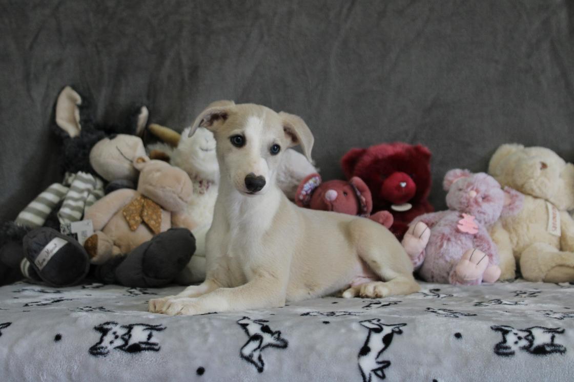 chiot disponible
