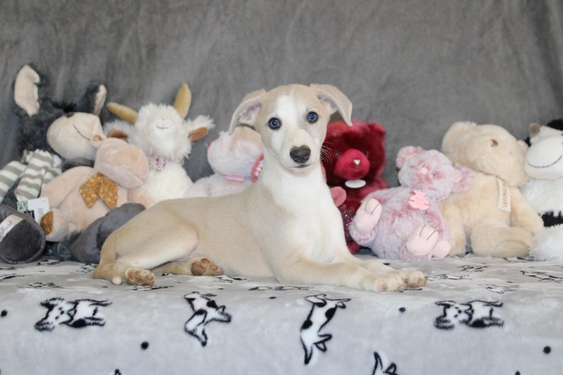 chiot disponible