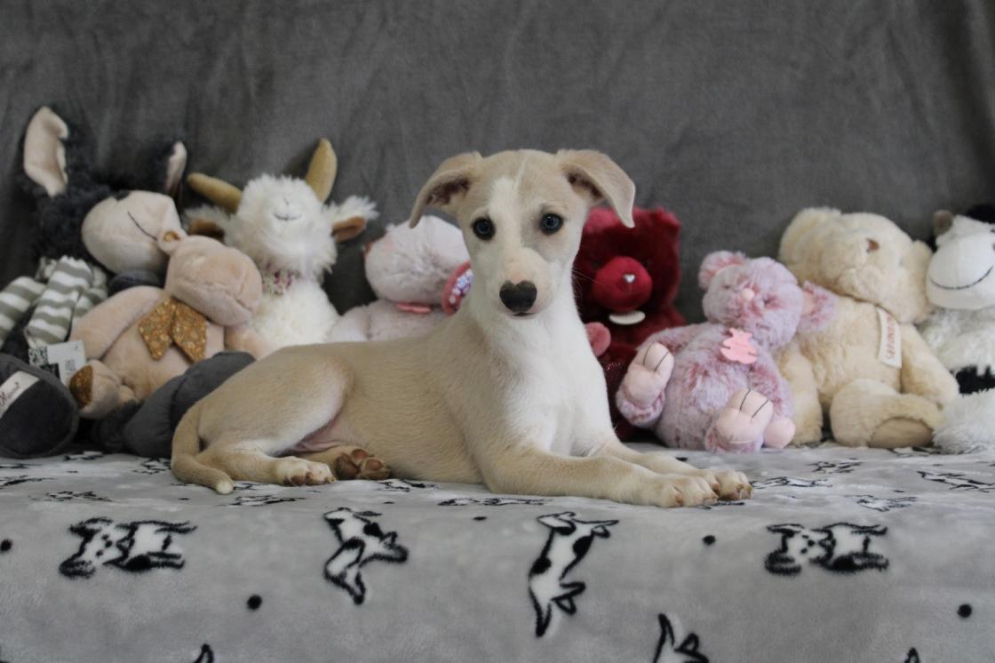 chiot disponible