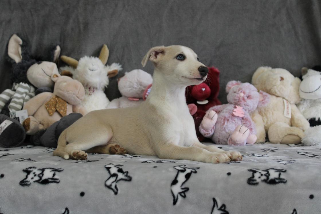 chiot disponible