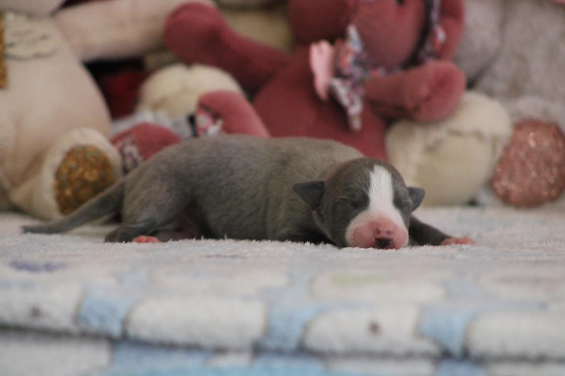 chiot disponible
