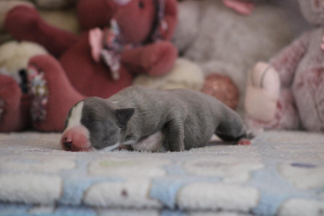 chiot disponible