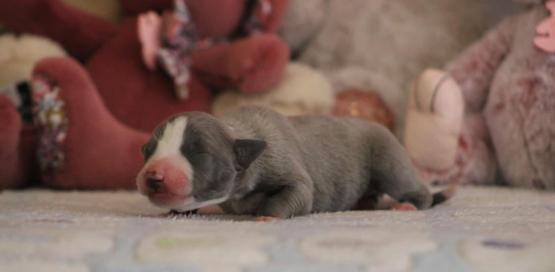 chiot disponible