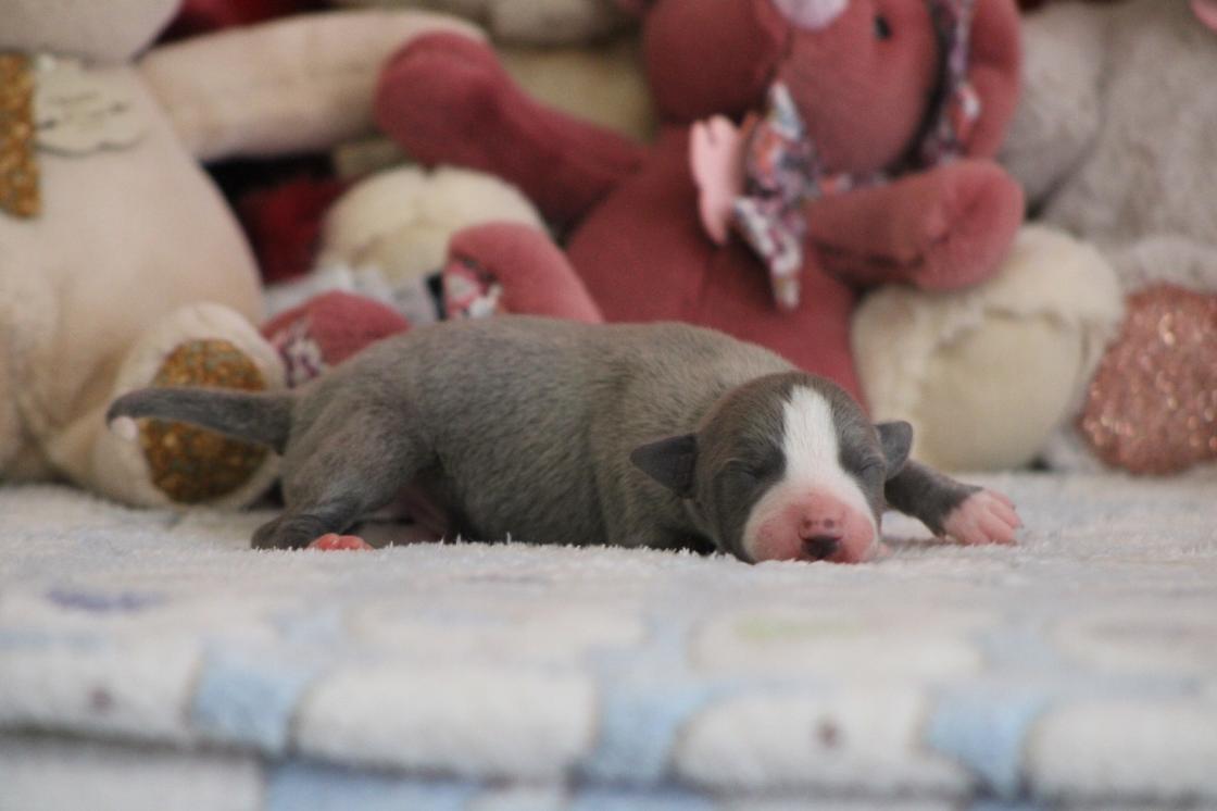 Chiot Whippet Disponible