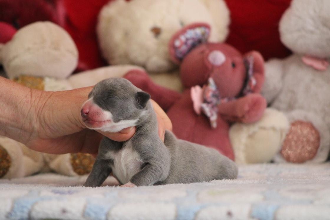 chiot disponible