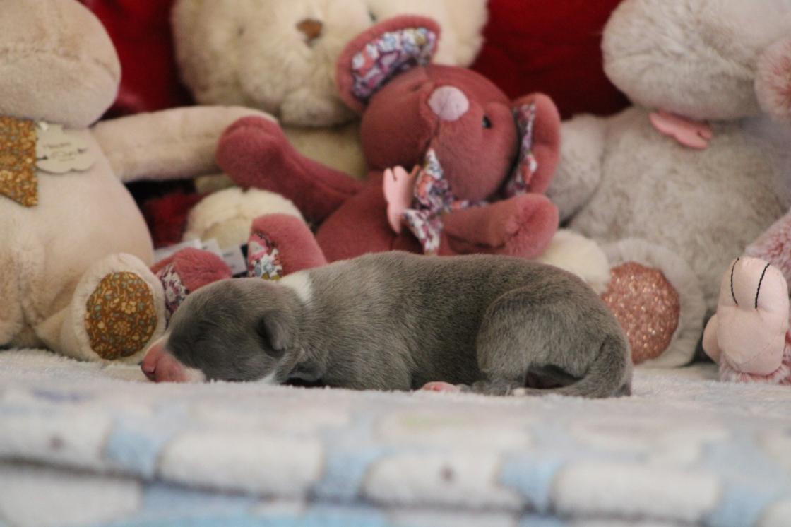 Chiot Whippet Disponible