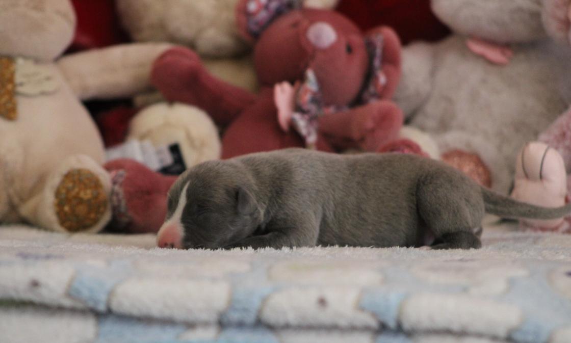 chiot disponible