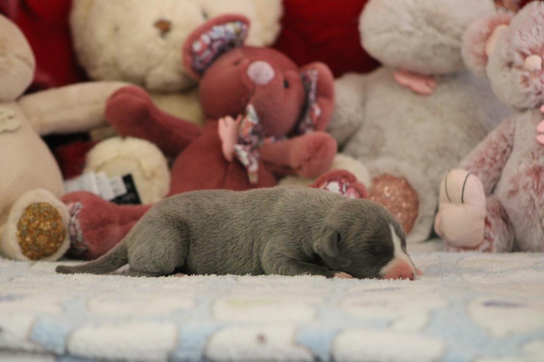 chiot disponible
