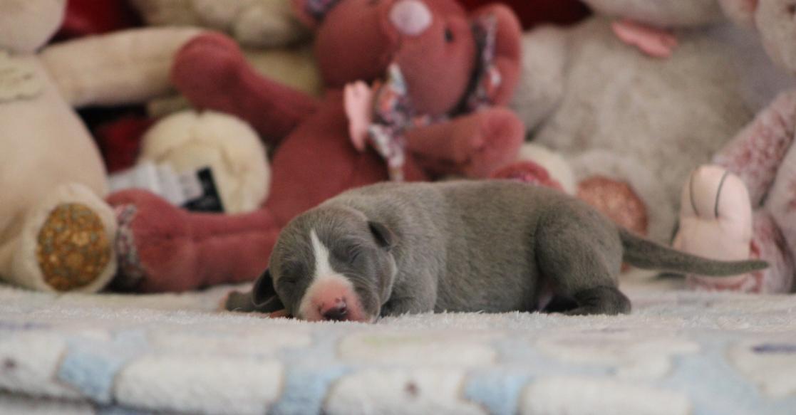 chiot disponible