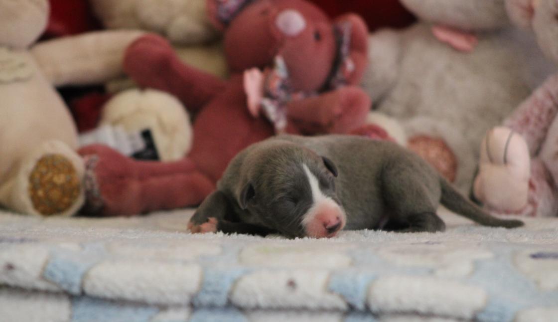 Chiot Whippet Disponible