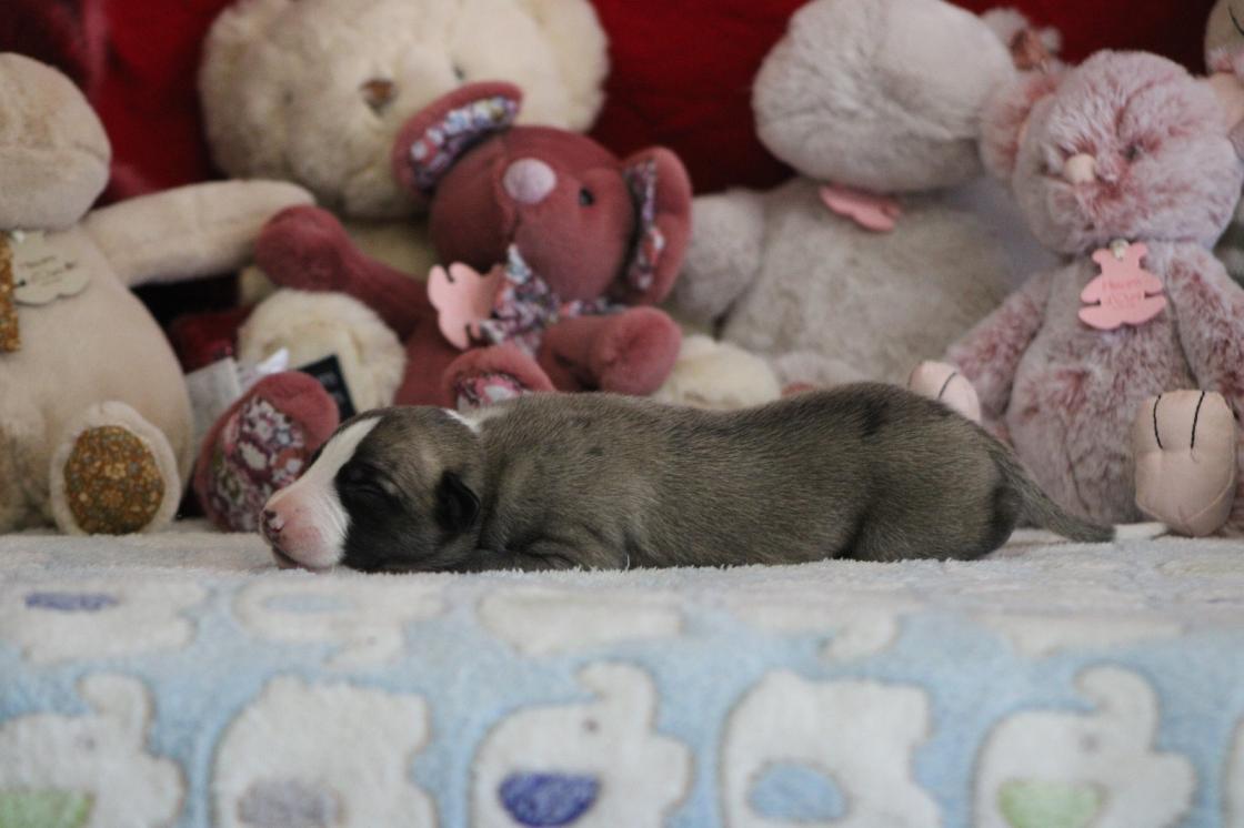 chiot disponible