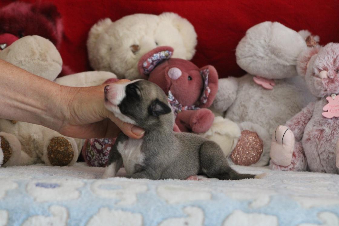 chiot disponible