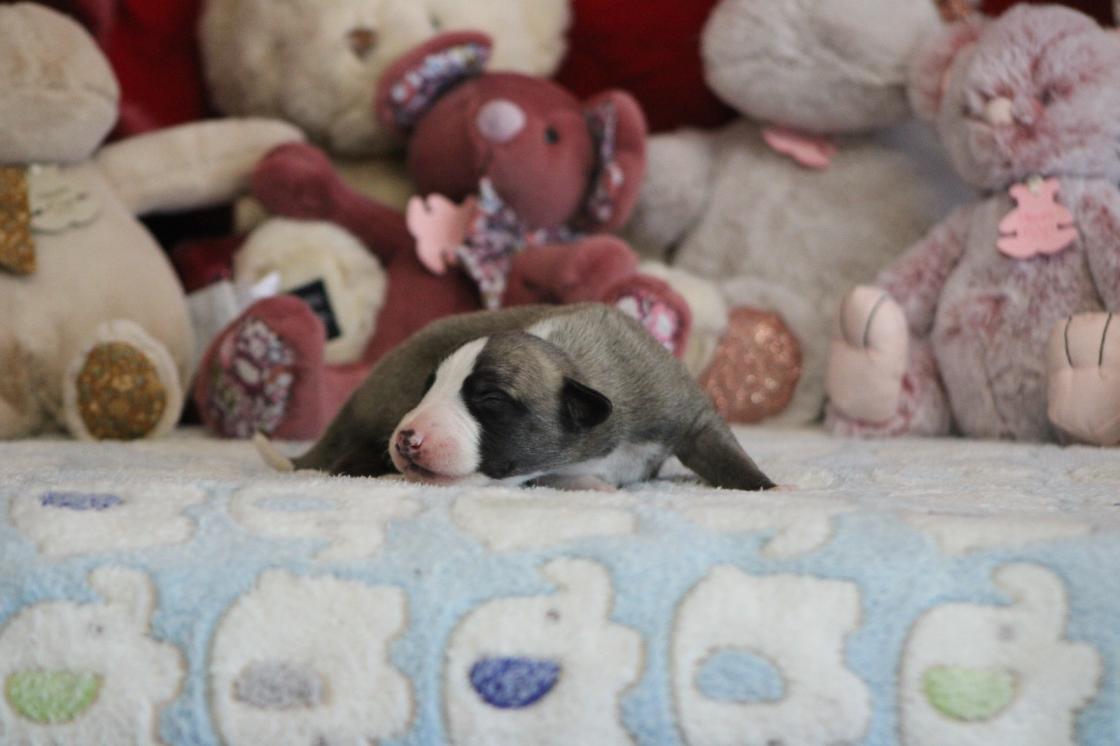 chiot disponible