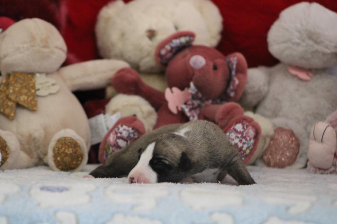 chiot disponible