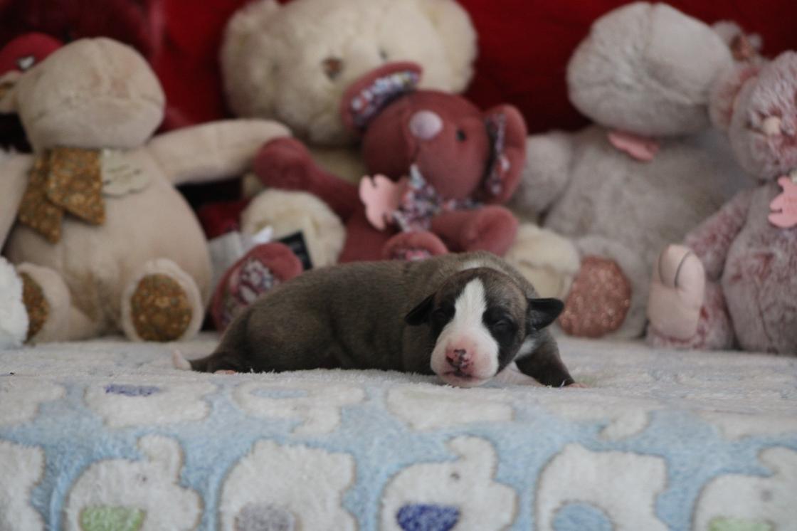 chiot disponible