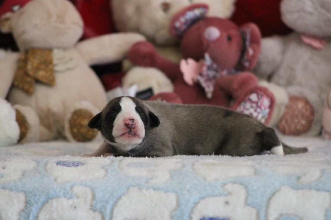 chiot disponible