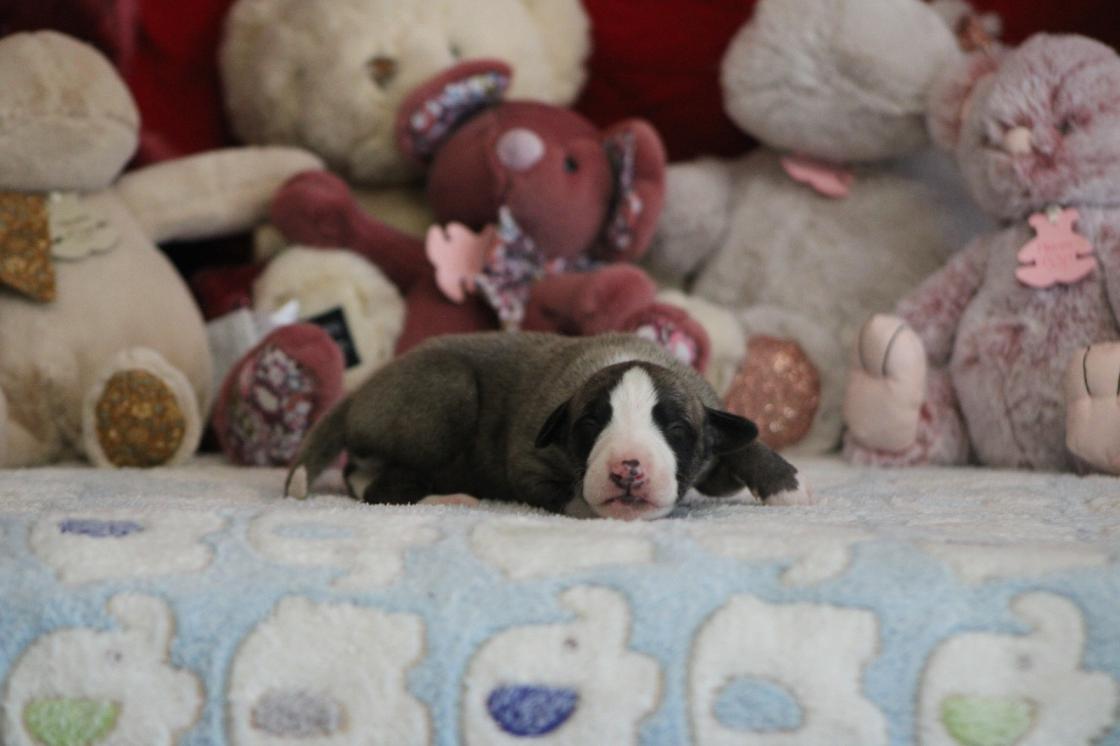 chiot disponible